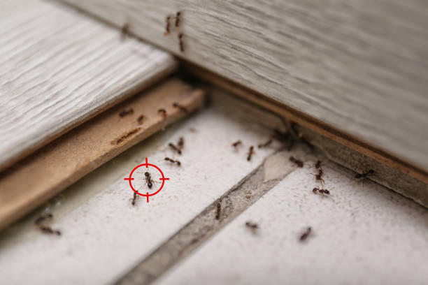 Best Emergency Pest Control  in Roseland, NJ