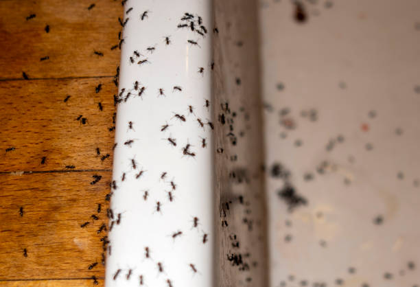 Best Affordable Pest Control Services  in Roseland, NJ