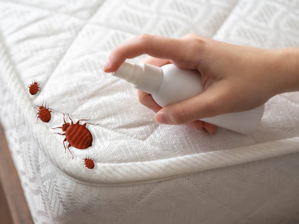 Wasp Removal Services in Roseland, NJ