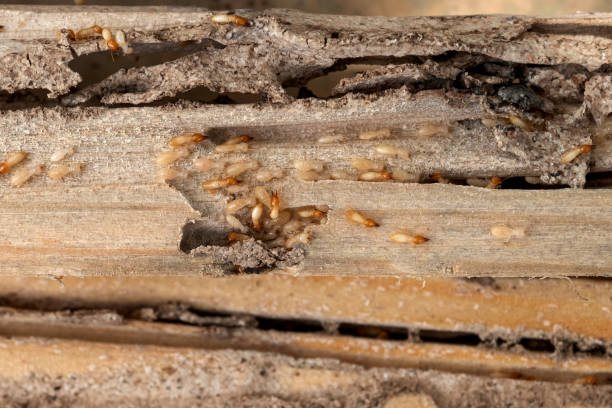 Pest Control Cost in Roseland, NJ